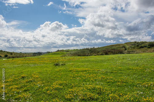 A green meadow with yellow and white wild flowers and blue sky with white clouds in Denmark