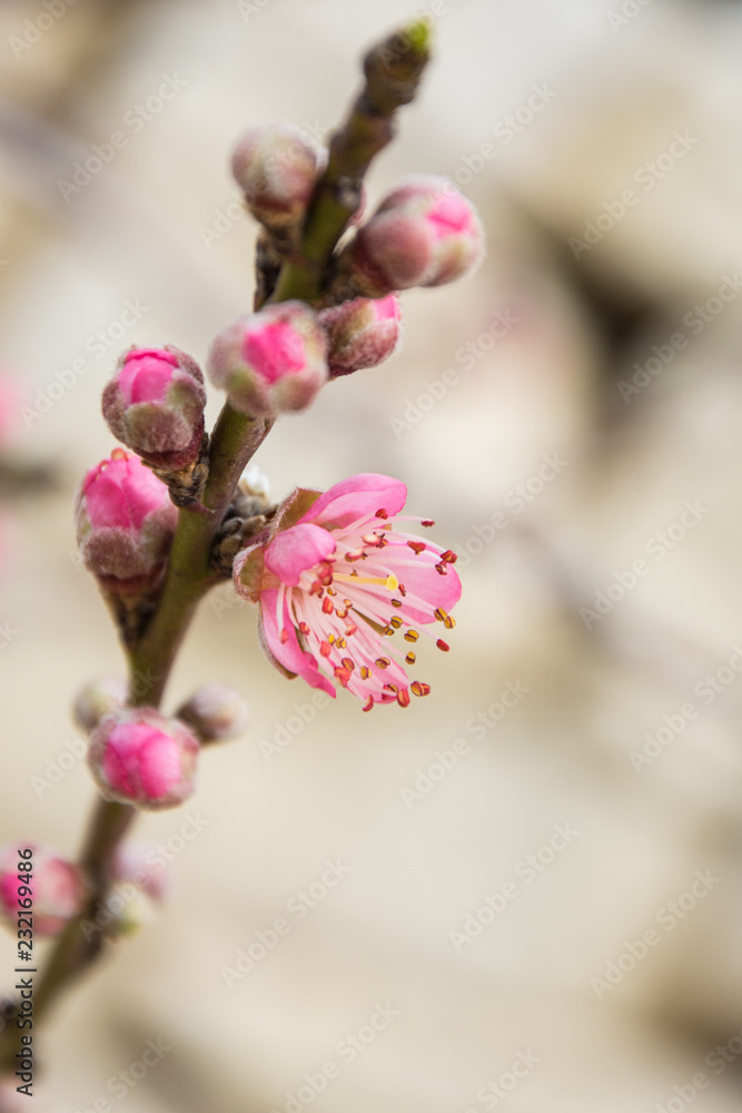 A tree branch with buds and pink blossom on it on early spring A tree branch with buds and pink blossom on it on early spring