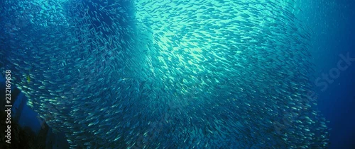 Panel kuchenny z motywem Large shoal of fish, Blacktip sardinella (Sardinella melanura) ripples and sways under a jetty, Raja Ampat, Indonesia