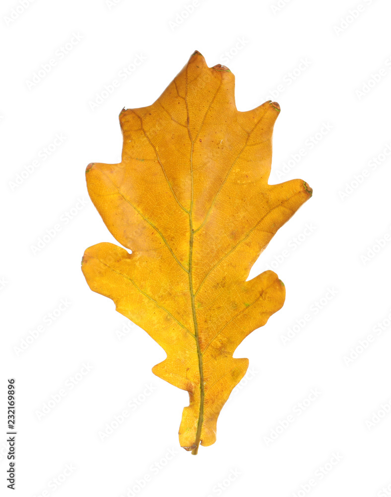 Beautiful autumn leaf on white background. Fall foliage Beautiful autumn leaf on white background. Fall foliage