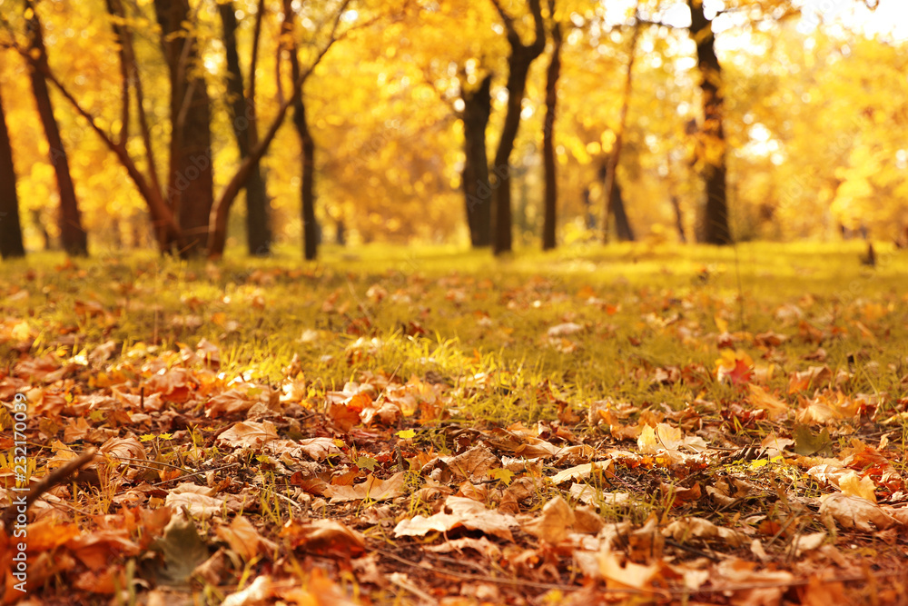Autumn leaves on ground in beautiful park