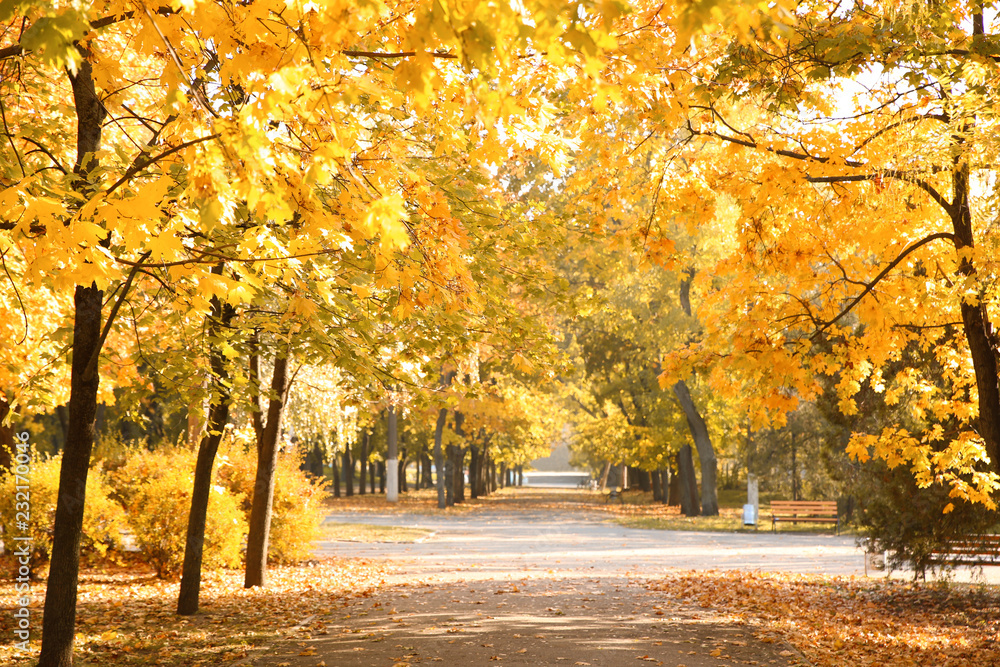 Naklejka premium Piękny jesienny park z drzewami i suchymi liśćmi na ziemi
