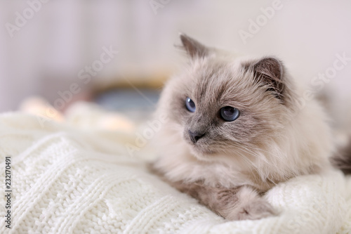 Cute cat lying on knitted blanket at home. Warm and cozy winter
