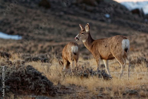 Wintering Mule Deer