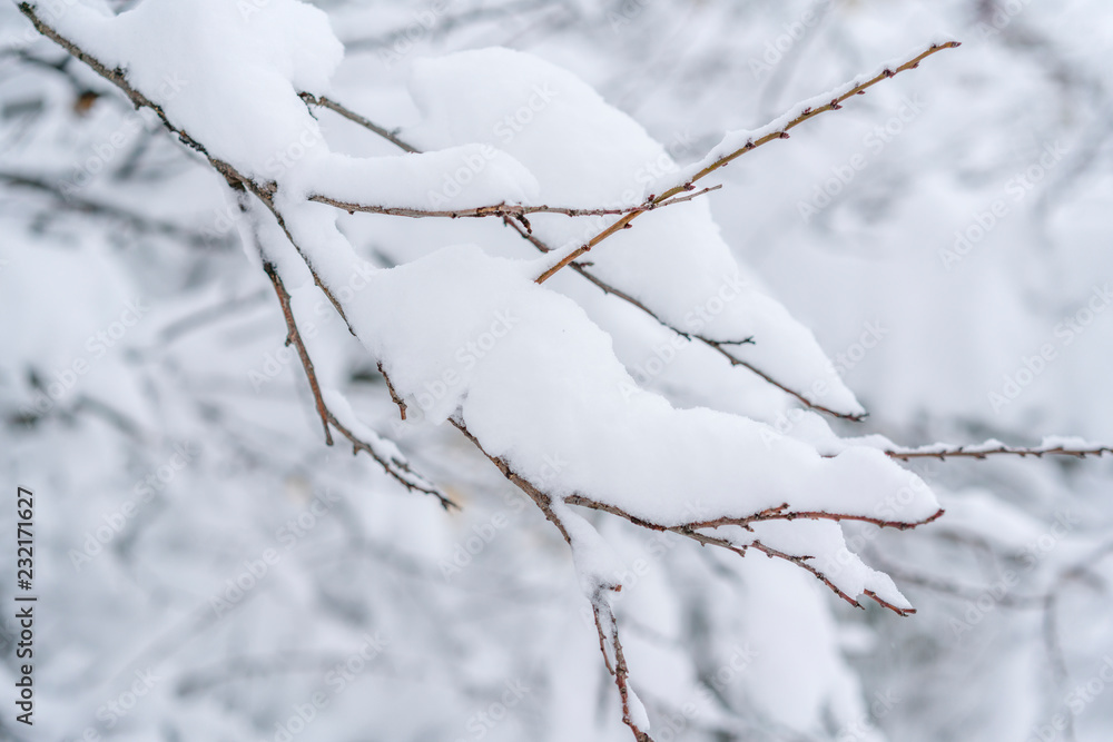 A branch of a tree in the snow close up. snowy winter concept