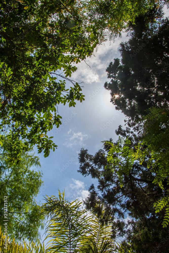 Green leaves of trees frame the blue sky with some clouds Green leaves of trees frame the blue sky with some clouds