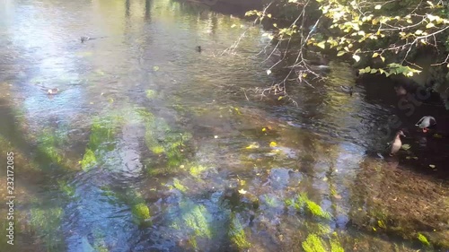 A group of ducks floating on the River Stour in Canterbury, Kent. Video of a river with ducks on. photo