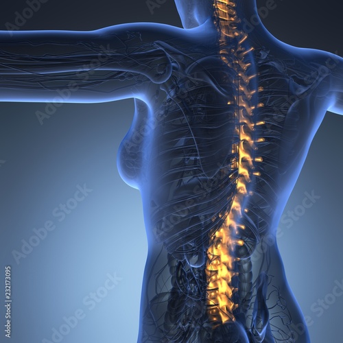 Human backache and back pain with an upper torso body skeleton showing the spine and vertebral column