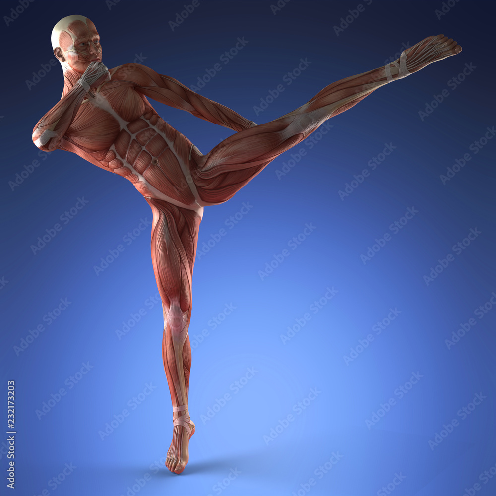 Obraz premium Human Muscle Anatomy