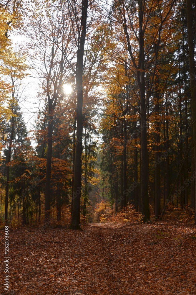 Herbstwald im Gegenlicht 