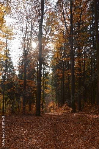 Herbstwald im Gegenlicht 