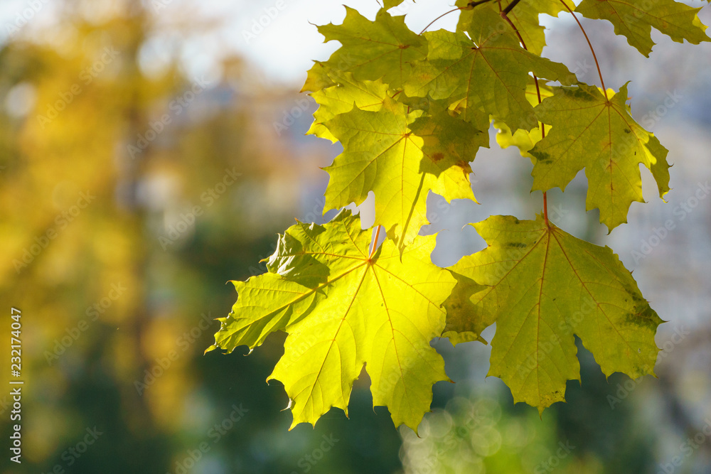 Fototapeta premium Yellow maple leaves close up