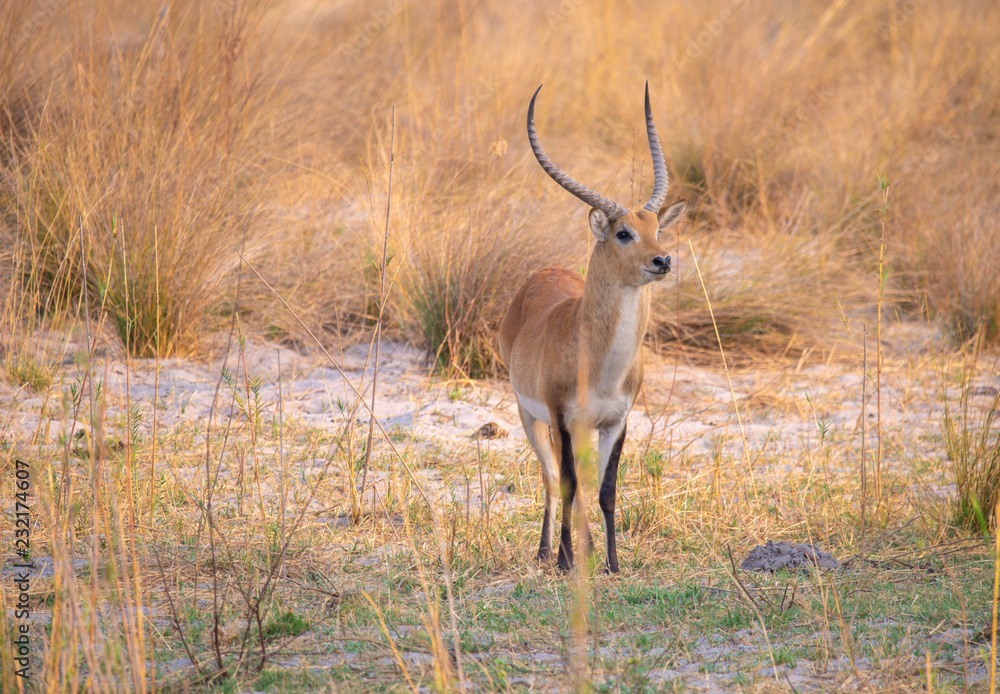 Naklejka premium Letschwe Antilope am Kwando River, Namibia