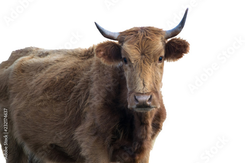 Portrait of cow isolated on white