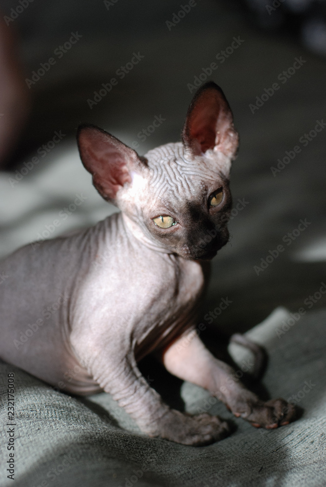 portrait of a canadian sphinx cat, bald young cat kitten