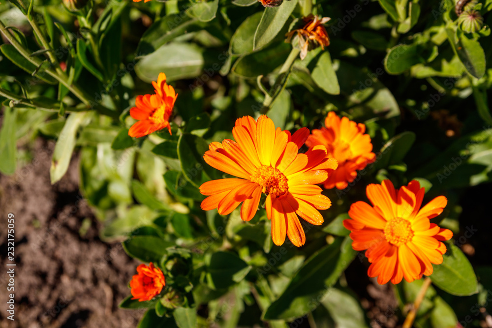 Orange calendula flower in garden Orange calendula flower in garden