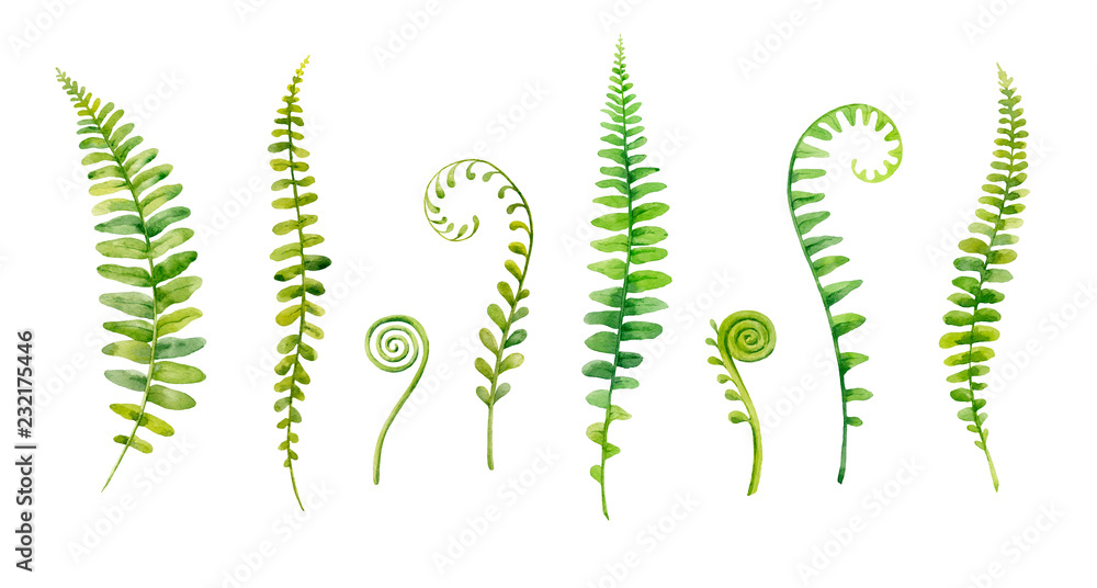 Watercolor hand painted leaves of fern plants on white background. - obrazy, fototapety, plakaty 