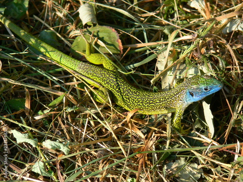 Western green lizard (Lacerta bilineata) © Mitch Shark