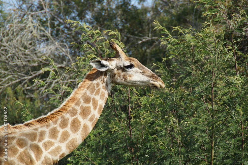 Obraz premium Giraffe