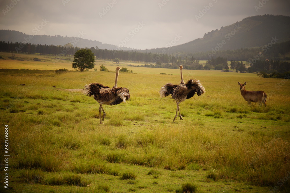 Fototapeta premium Strauss