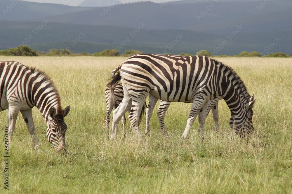 Obraz premium Zebra