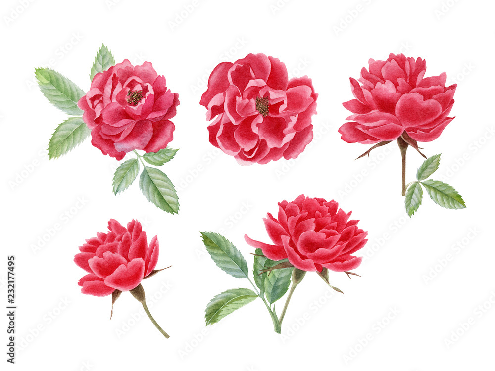 Fototapeta premium pink rose