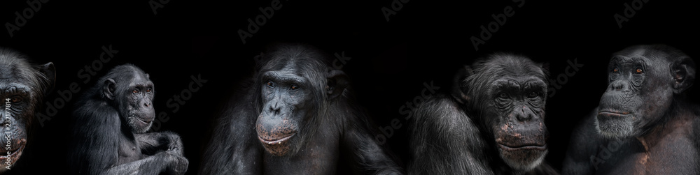 Banner of group of chimpanzees portraits isolated on black background, details, closeup