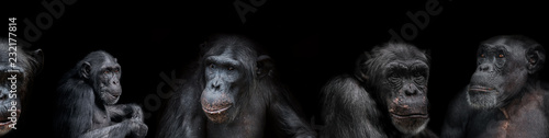 Banner of group of chimpanzees portraits isolated on black background, details, closeup