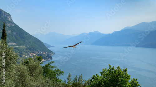 The eagle flying over the lake among mountains, Italy.