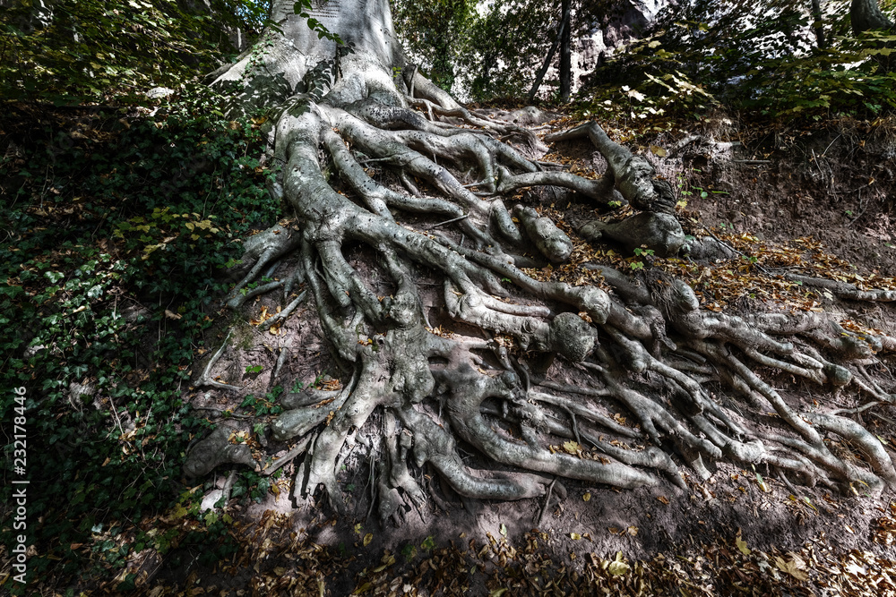 tree roots and green forest tree roots and green forest