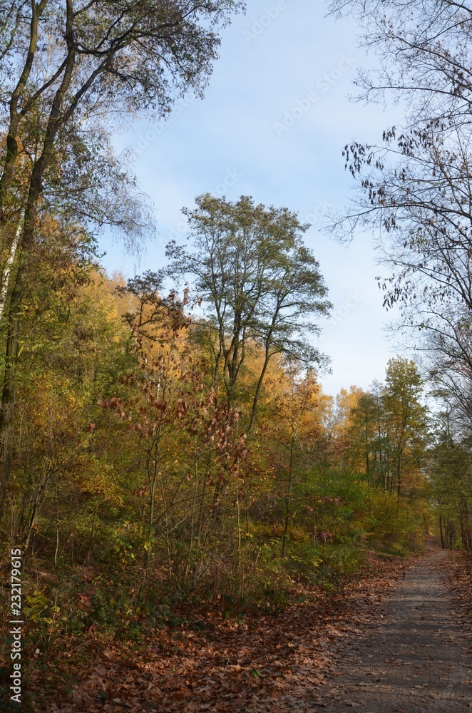 Waldweg führt durch herbstlichen Mischwald Waldweg führt durch herbstlichen Mischwald