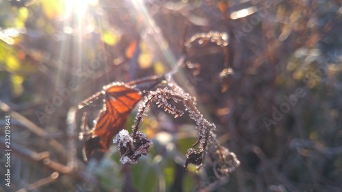 Sunshine and frost