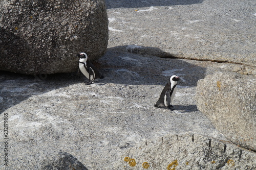 Pinguine