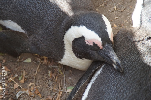 Pinguine