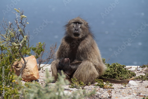 Affe