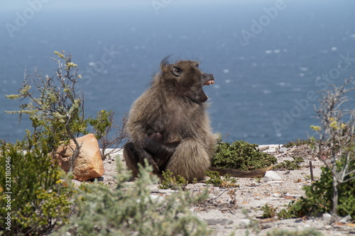 Affe