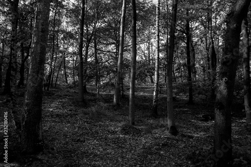 Black and white monochrome woods