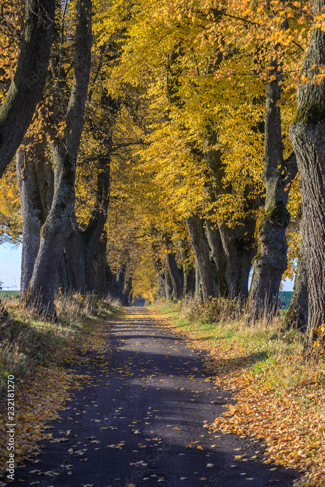 Obraz premium Linden Alle