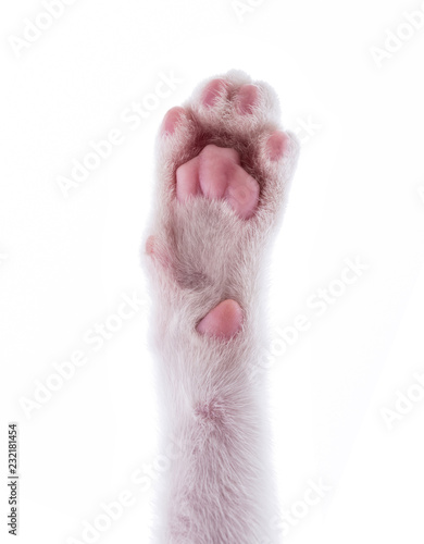 cats paw isolated on white background