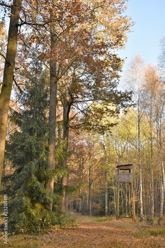 Fototapeta Naklejka Na Ścianę i Meble -  Ambona myśliwska w lesie