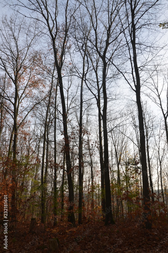 Herbstwald im November Herbstwald im November