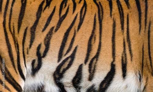 Real tiger skin