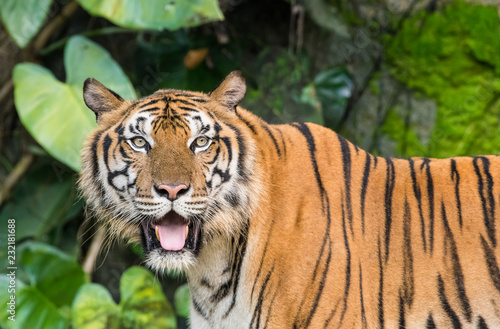 Bengal tiger in the wild © sattapapan tratong