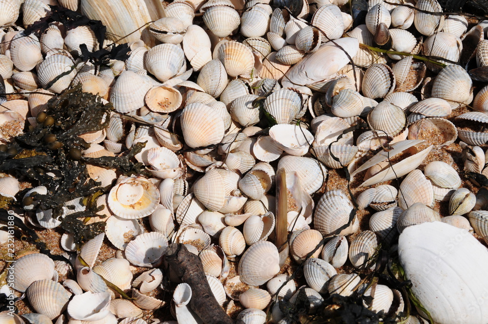 Background of many shells on the beach