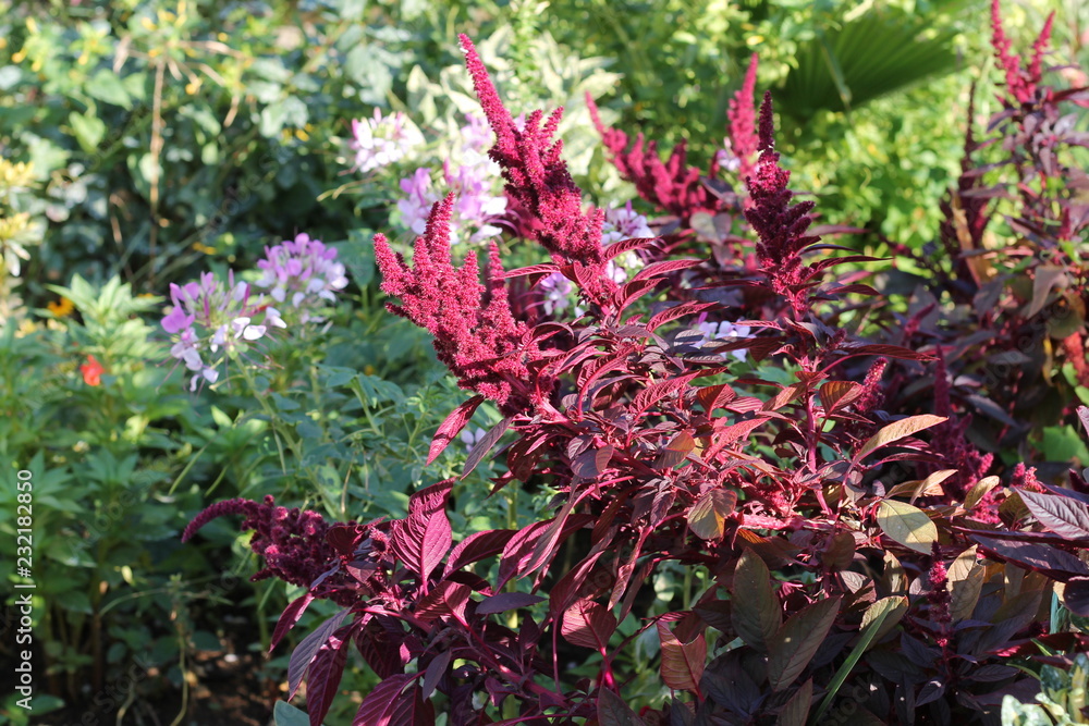 maroon flowers in the garden