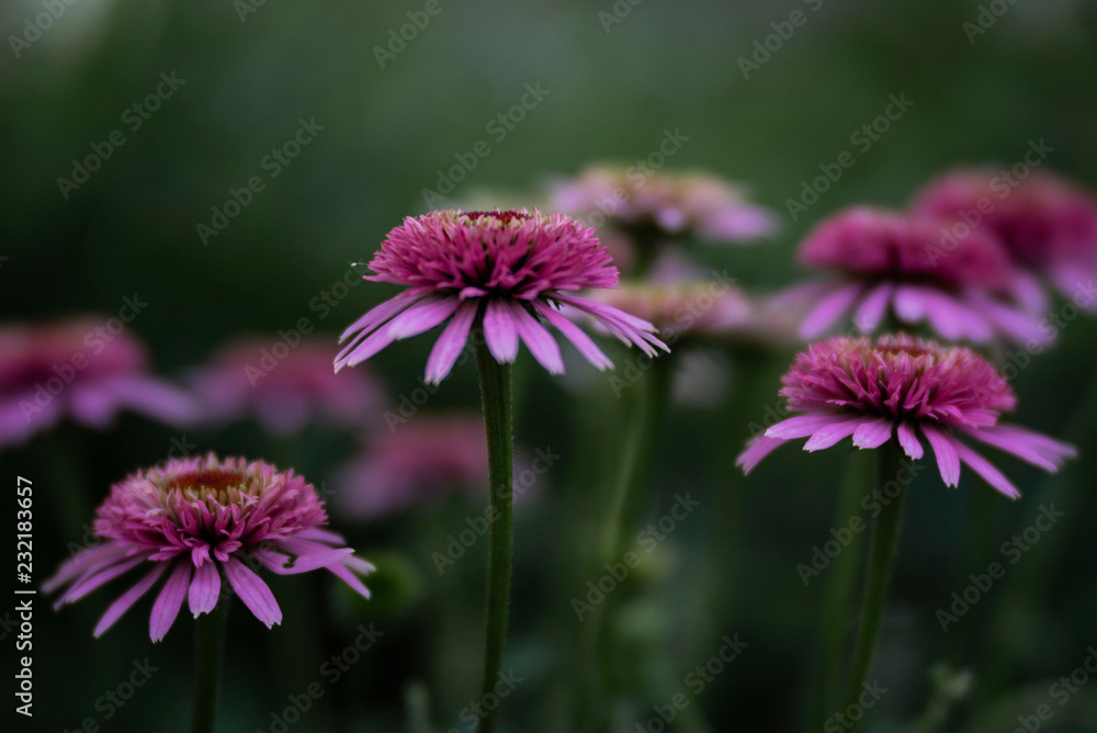 Obraz premium blume, natur, lila, blume, pflanze, garden, green, pink, sommer, frühling, blühen, aufblühen, flora, makro, zwiebel, äster, close up, lauch, schönheit, floral, schnittlauch, wild, gewürze, farbe