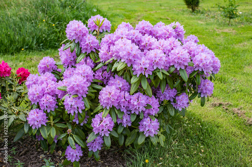 Purple rhododendron in full bloom in spring