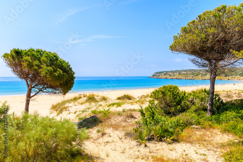 Green pine trees and sand dunes on Bolonia beach near Tarifa town, Spain
