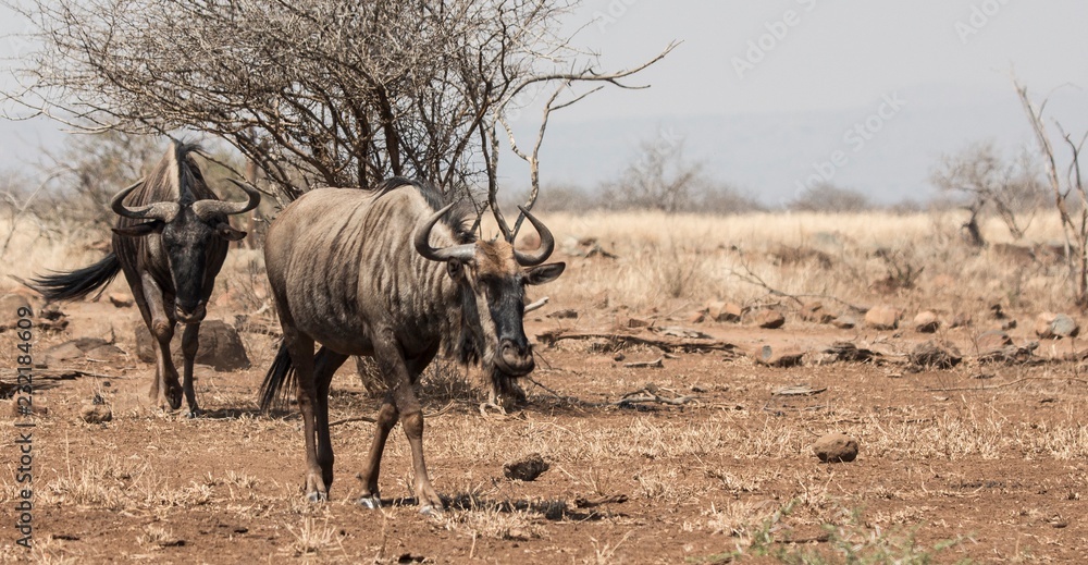 Naklejka premium Wildebeest