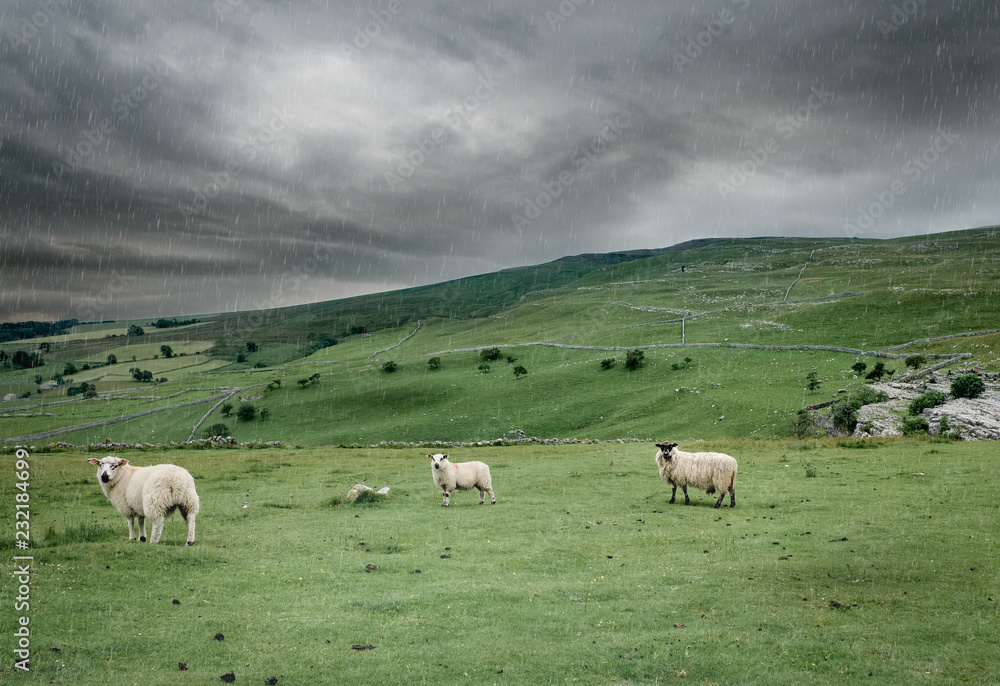 Herd of Sheep in rolling green hills of England under stormy sky